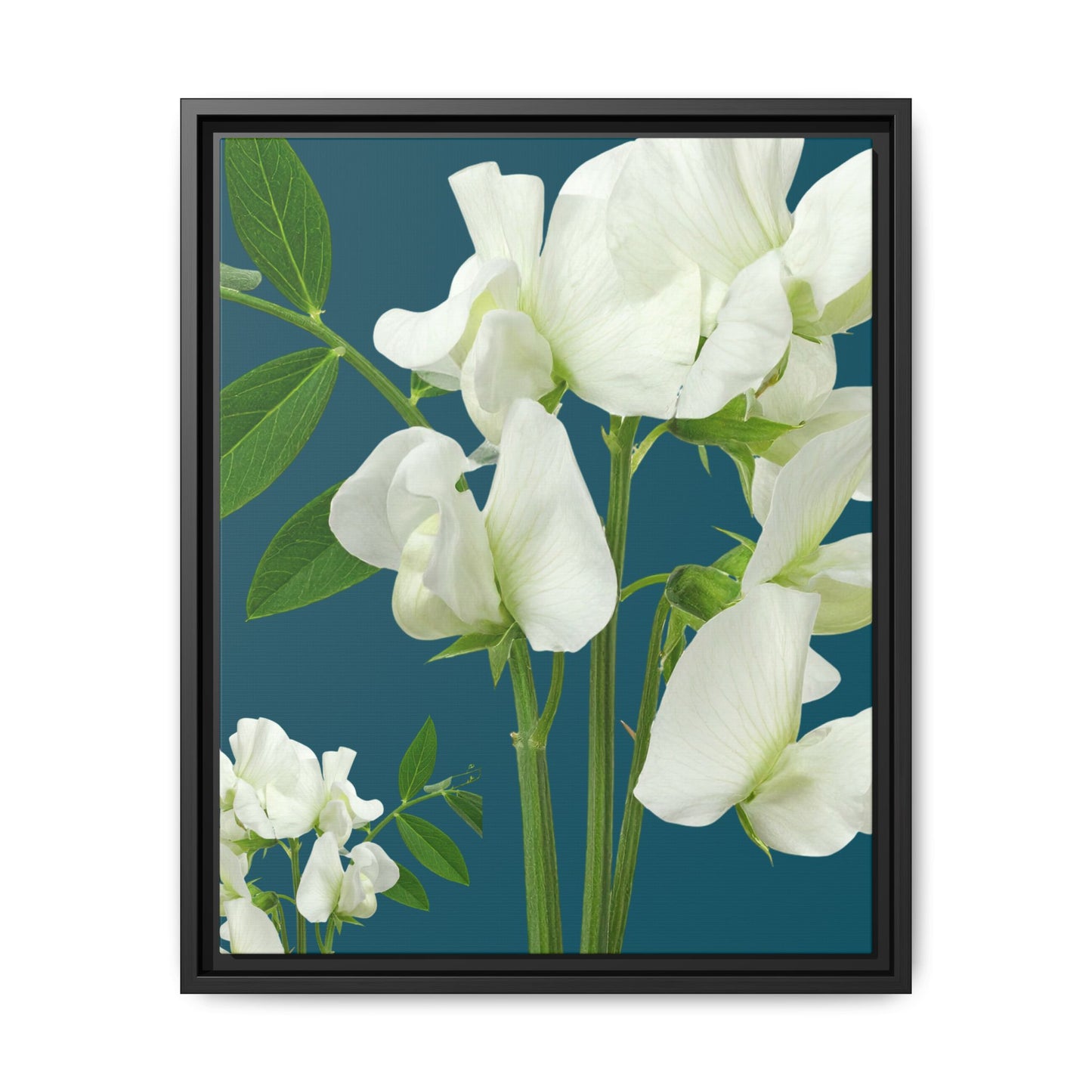 Framed White Sweet Pea Floral Matte Canvas Print