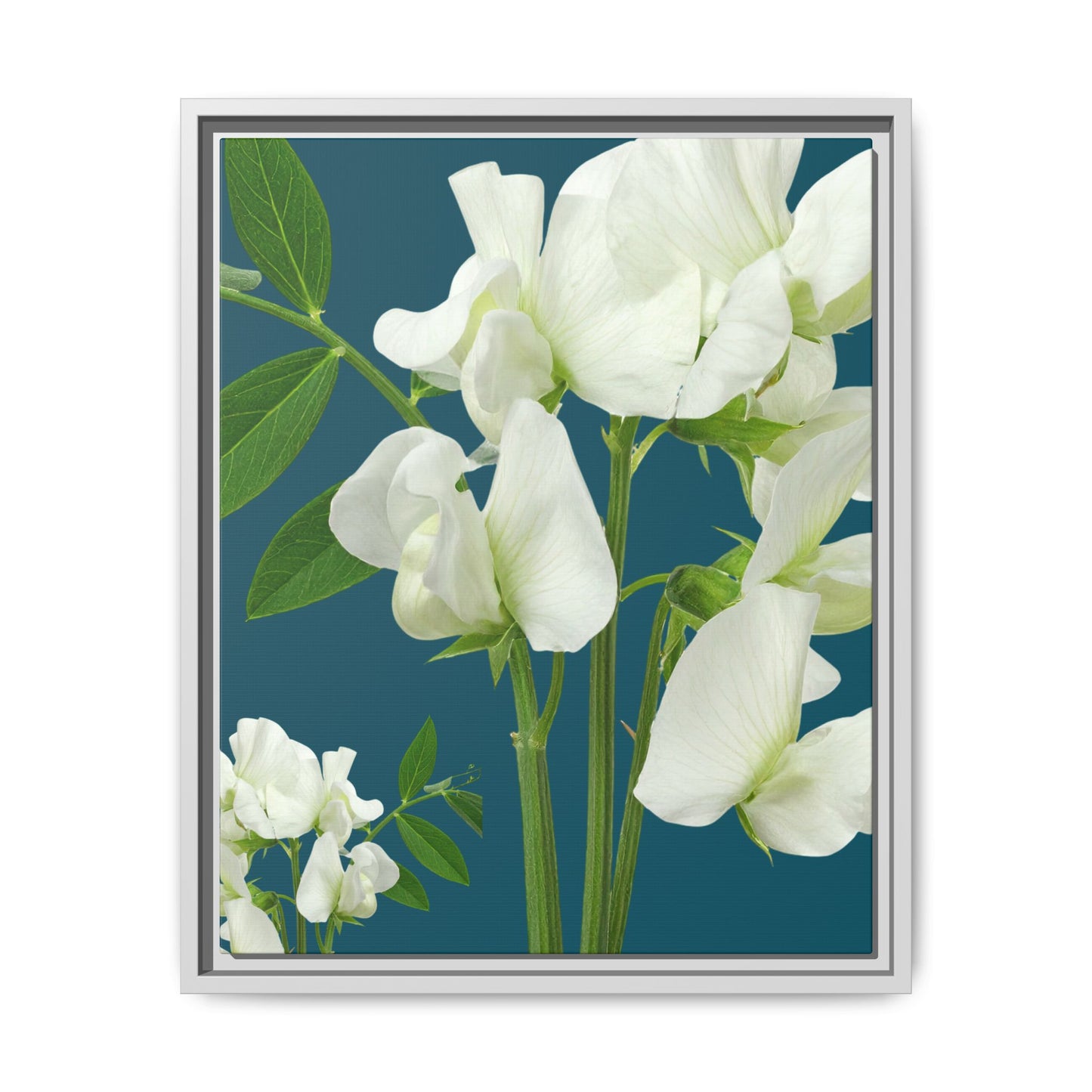 Framed White Sweet Pea Floral Matte Canvas Print