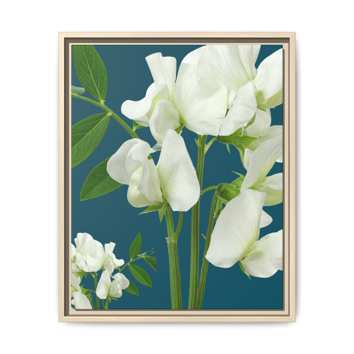 Framed White Sweet Pea Floral Matte Canvas Print