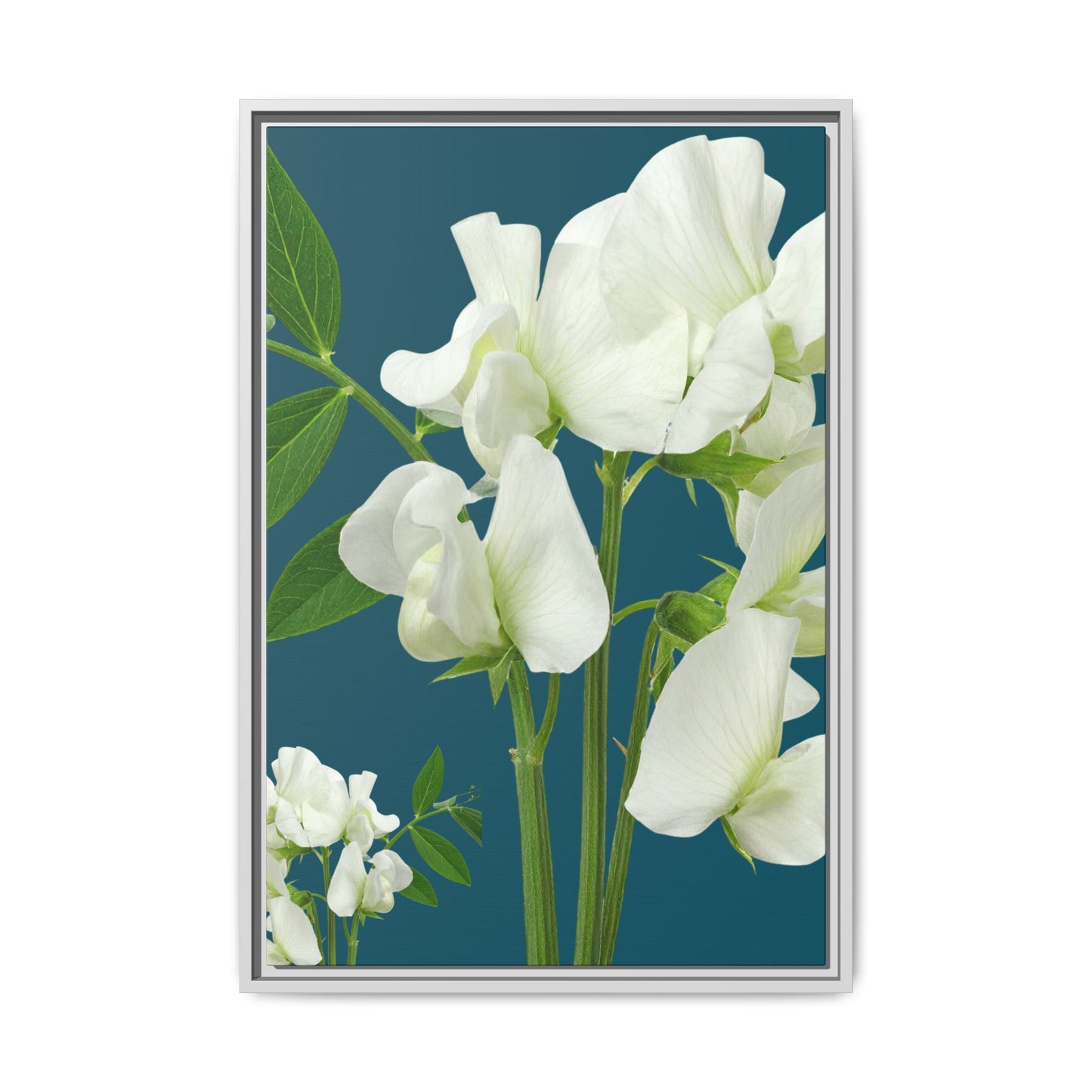 Framed White Sweet Pea Floral Matte Canvas Print